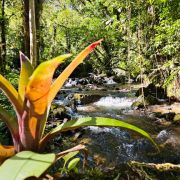 Trilha das Cachoeiras com Café especial preparado por Recanto Aribá